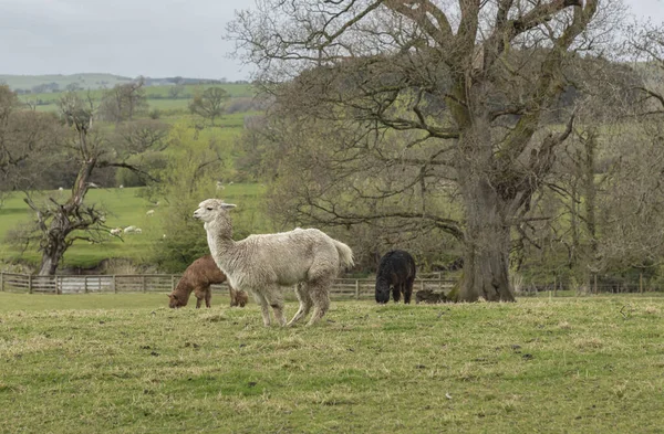 Três Lamas Coloridas Diferentes Pastando Campo — Fotografia de Stock