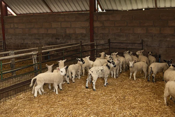Fiatal Tavaszi Bárányok Minden Méretben Korosztály Együtt Sarokban Egy Bárány — Stock Fotó