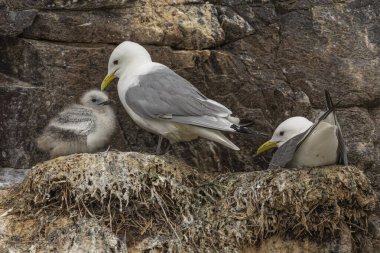 Yavruları bir çıkıntıda yuvalanan kedi yavrusu ebeveynler