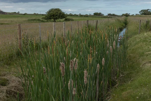 Bull Rushes Growing Small Stream Countryside — Stock Photo, Image