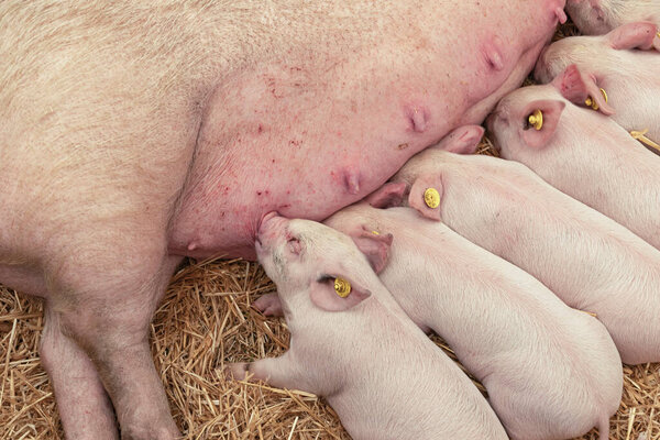 Close up of piglets suckling on their mother who is lying down on some straw