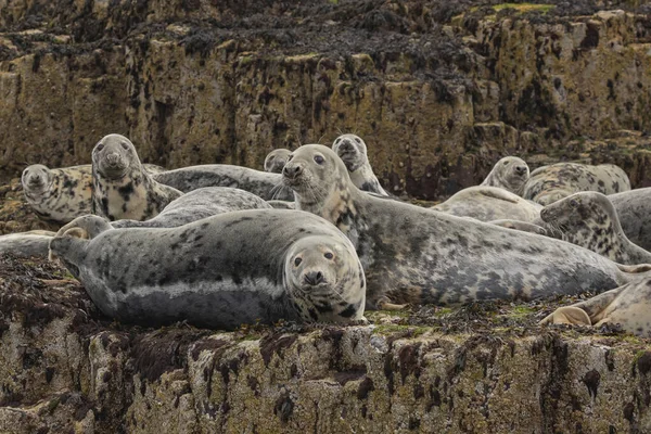 一只雌性灰海豹的后宫 在岩石上晒日光浴并融入它们的环境 — 图库照片