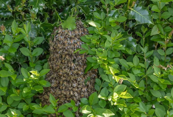 Swarm Bees Hedge Privet Holly — Stock Photo, Image