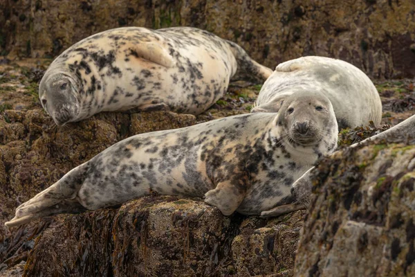 母海豹看着对面躺在岩石上的摄影师 — 图库照片