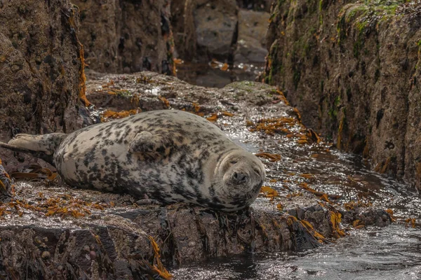 在一个阳光灿烂的日子里 一只雌性海豹躺在岩石上 四周环绕着橙色的海藻 — 图库照片