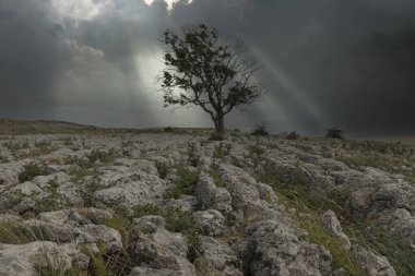 Yorkshire Dales 'de kireçtaşı kaldırımında tek başına duran ağaç.