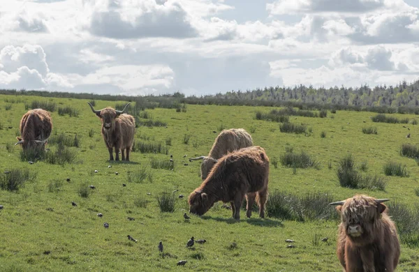 Rebanho Highland Cattle Alguns Olhando Para Frente Alguns Pastoreando Campo — Fotografia de Stock
