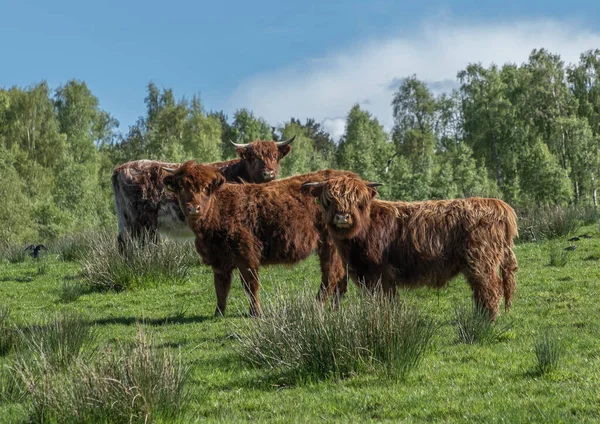 Três Vacas Das Terras Altas Num Campo Com Pano Fundo — Fotografia de Stock