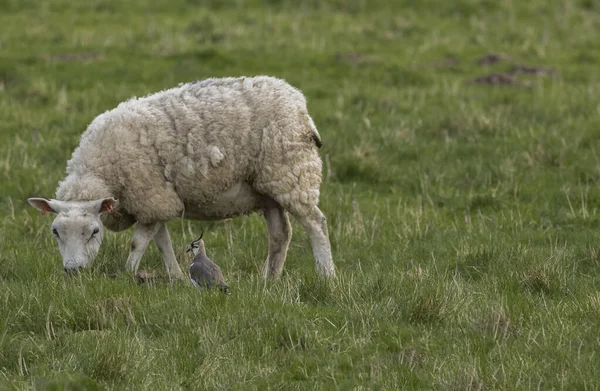 Owce Jedzące Trawę Lapwingiem Stojącym Pobliżu — Zdjęcie stockowe