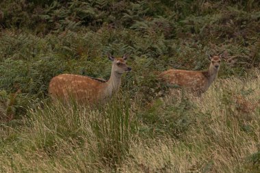 Vahşi Silka Geyiği Kintyre Mull 'da yol kenarında otluyor.