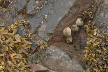 Plajdaki bir kayaya yapışmış lekeler, ıslak yosunların yanında.