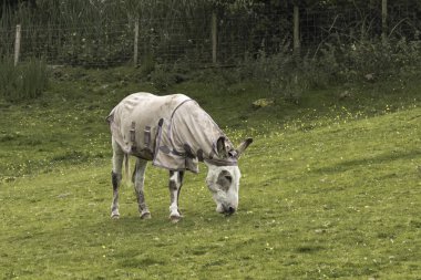 Yaşlı katır tarlada, üzerinde kayışlı bir palto var.