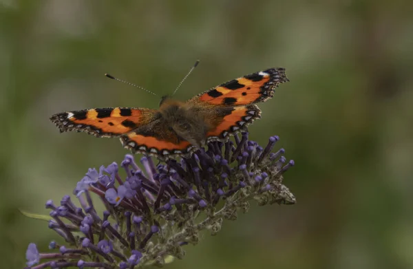 Close Butterfly Which Has Landed Budlea Bush Green Blurred Background — Stock Photo, Image