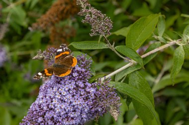 Buddleha çalılarının üzerinde kanatları açık güzel bir kelebek.