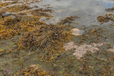 Büyük denizanaları, deniz yosunlarıyla birlikte bir İskoç plajında karaya vurmuş.