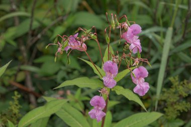 Himalaya Balsam çiçek açıyor ve parlak yeşil tohumlar ekiyor.