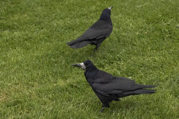 Dos Cuervos Negros Estaban Sobre Hierba Con Picos Color Gris — Foto de Stock