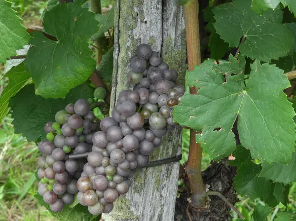 Созревание Винограда Pinot Gris Виноградной Лозе Эльзасе Франция — стоковое фото
