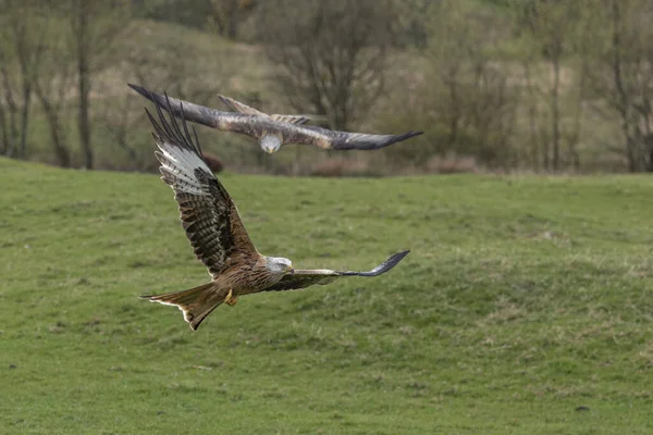 Two Red Kite birds of prey swooping down to pick up meat from the ground