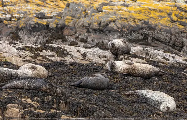 Six Harbour Seals Basking Lying Seaweed Rocks Covered Yellow Organge — Stock Photo, Image