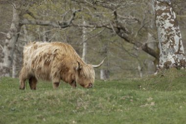 Soluk renkli ada ineği ormanda otluyor çimlerin üzerinde