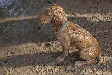 Çamurda ıslak kürklü, çalışan kızıl renkli köpek yavrusu.