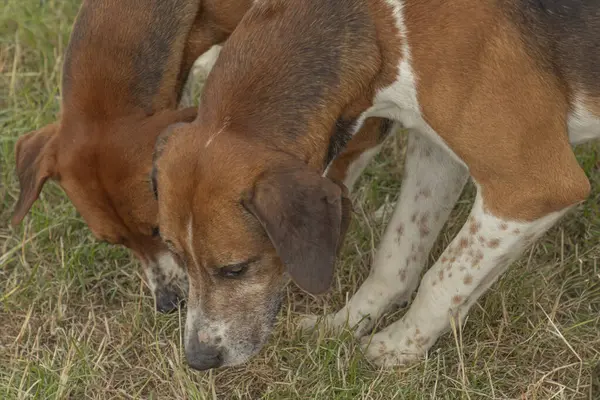 Two hunting dogs side by side sniffing the ground in a field