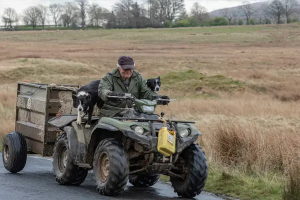 Keswick, Cumria, İngiltere - 22 Nisan 2023 - Koyun çiftçisi ve iki çoban köpeği bir karavanda bisiklet sürüyorlar