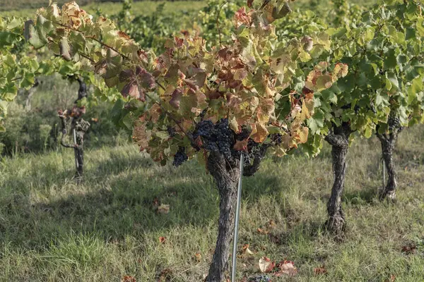 Krzewy Winorośli Autum Regionie Cotes Rhone Dojrzałych Winogron — Zdjęcie stockowe