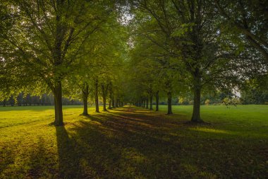 Yakın zamanda iki sıra ağacın ortasından aşağıya doğru bak.
