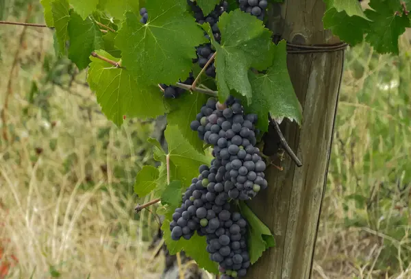 Dojrzałe Grona Winogron Pinot Noir Winorośli — Zdjęcie stockowe