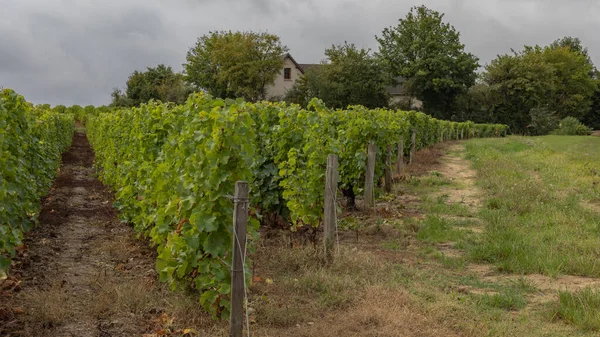 Looking Row Sauvignon Blanc Vines Sancerre — Stock Photo, Image