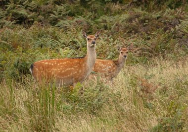 İki Silka Geyiği, çalılıklarda birbirlerine yakın duruyorlardı.