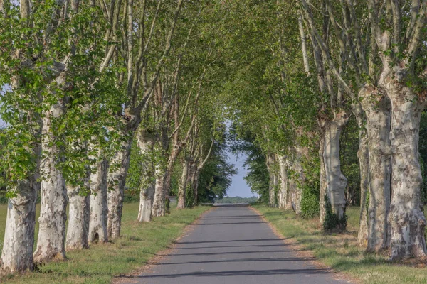 Ağaçların arasından aşağıya bakan bir yol boyunca bir kemer oluşturan