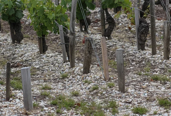 The stones making up the soil in the vineyards of the Medoc on the left bank area