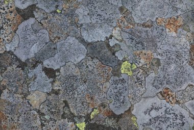 Slate duvarın tepesindeki parlak renkli liken arkaplanı