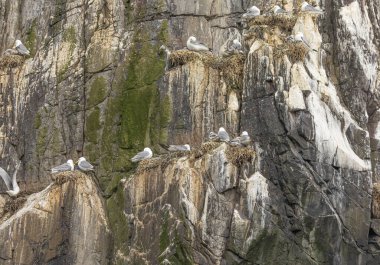 Kittiwake 'in arka planı bir uçurumun kenarında bazıları yuvalarda ve civcivlerle oturuyor.