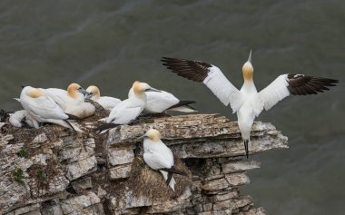 Sümsük kuşları uçurumun kenarına tünemiş ve bir kuş kalkmak üzeredir.