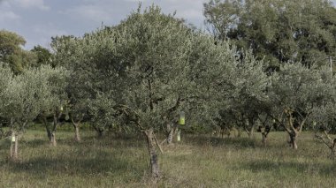 Dallarda asılı plastik şişelerden yapılmış böcek kontrol tuzakları olan zeytin ağaçları.