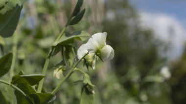 Bahçe bezelyesi bitkisinin üzerindeki kaymak gibi beyaz çiçeğe yaklaş.
