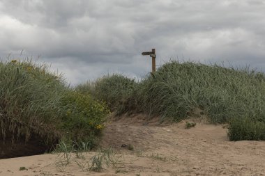 Yüksek otların ortasında bir işaret direğiyle kumsaldan bakıyorum.