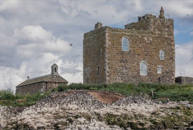 Farne Adaları 'ndaki terk edilmiş eski kilise ve evde yerde yaşayan deniz kuşu kolonileri var.