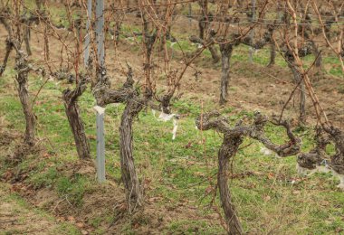 Rioja 'da koyunların bağları temizlemesine izin verildiği için kışın asmalara takılan koyun yünleri.