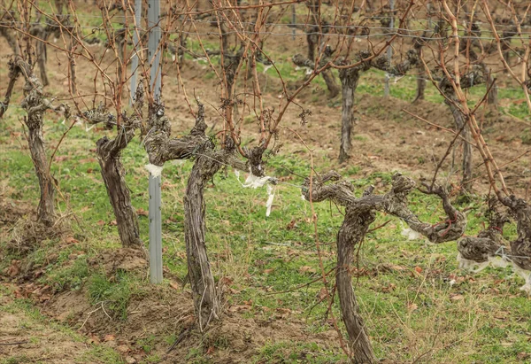 Sheeps wool stuck on vines in the winter becuase ofthe system in Rioja of allowing sheep to clear the vineyard