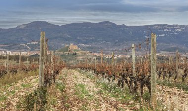 La Rioja 'nın taşlı toprağındaki sarmaşık sıralarına bakıyorum.