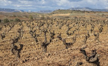 Rioja bölgesinin bağlarında budanmış çalı üzümleri serin yaz güneşinde