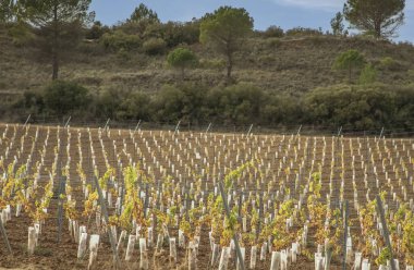 Rioja üzüm bağı. Üste plastik kollarla korunan yeni ekilmiş üzümler.
