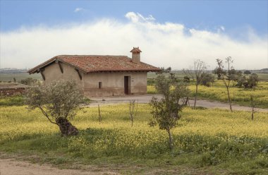 Sarı çiçekli ve zeytinli bir tarlada küçük bir İspanyol evi.