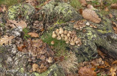 Sonbahar arkaplanı düşmüş yapraklar ve mantarlar, ıslak ahşap ve liken