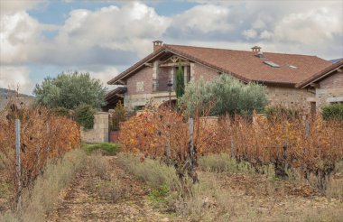 İspanya 'nın Rioja şarap üretim bölgesindeki binaların önündeki sonbahar sarmaşıkları